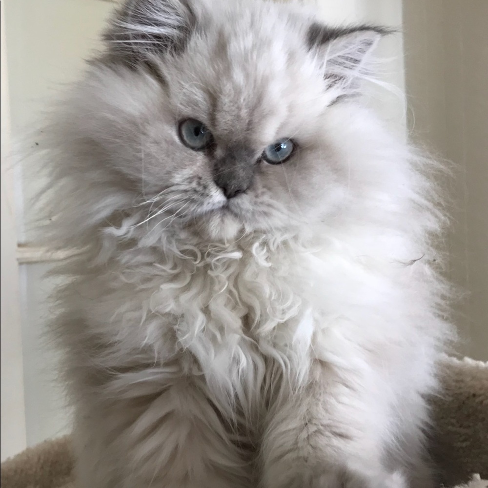 Meet your Posher, Dawnsy